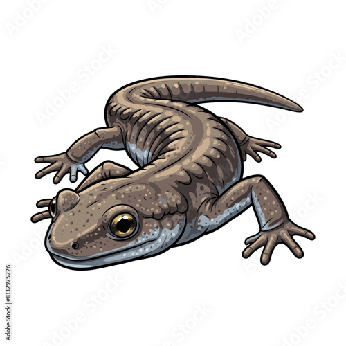 salamander vector with white background