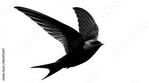 common swift bird silhouette flying isolated on white background