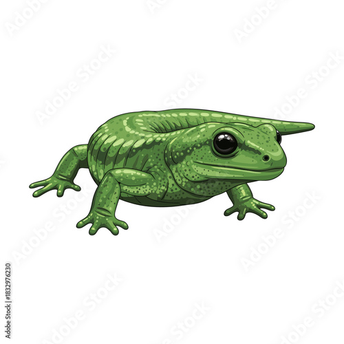 salamander vector with white background