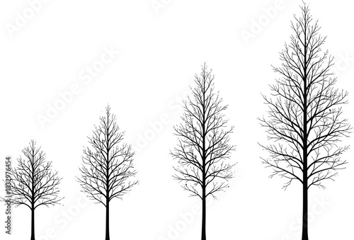 Set of four bare deciduous trees silhouettes showing different stages of growth isolated on white background, illustrating seasonal changes and development.