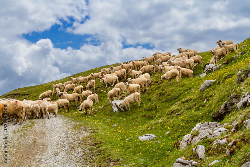Obraz premium Animal husbandry. A large flock of sheep on a mountain pasture. Fagaras Mountains, Southern Carpathians, Romania