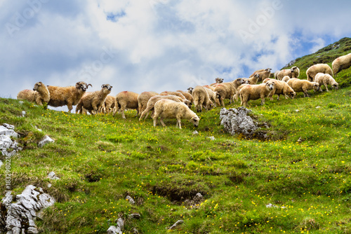 Animal husbandry. A large flock of sheep on a mountain pasture. Fagaras Mountains, Southern Carpathians, Romania