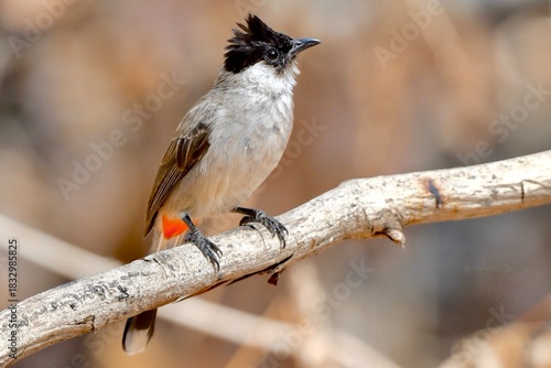 The sooty - headed bulbul with a short crest and black area on its head,