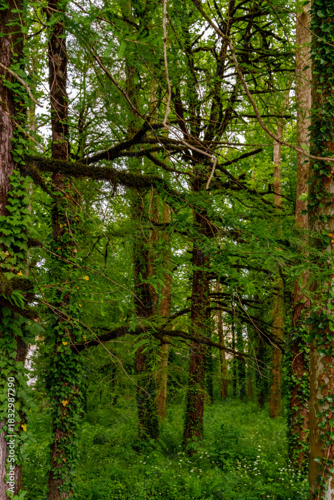 Fototapeta premium Lush green forest with ivy covered trees