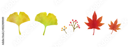 手描きのイチョウとモミジ　銀杏　紅葉