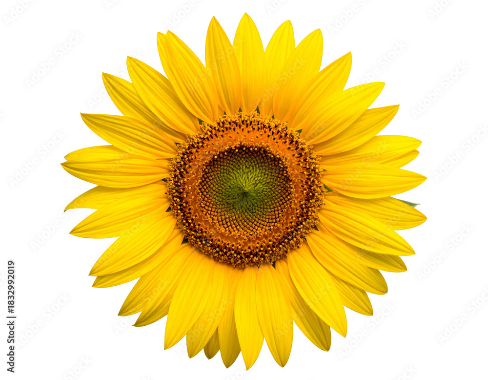 Fototapeta premium Bright yellow flower with central disc against black background