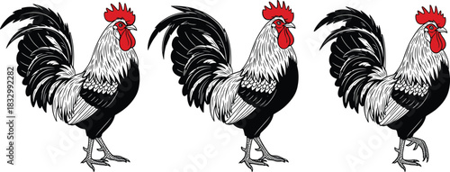 Set of three rooster illustrations, vector farm animal design, vintage woodcut style cock with red comb, isolated on white background for agriculture.