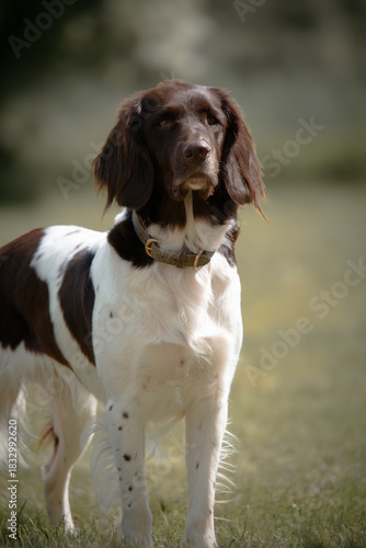 Fotografie Kleiner Munsterlander Hunting Dog Outdoors in Natural Light