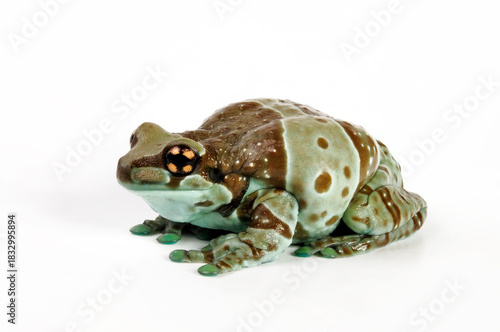 Amazon milk frog, Mission golden-eyed tree frog // Baumhöhlen-Krötenlaubfrosch (Trachycephalus resinifictrix) - Brasilien