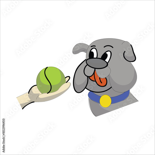 Grey bulldog looking at a green tennis ball held by a human hand