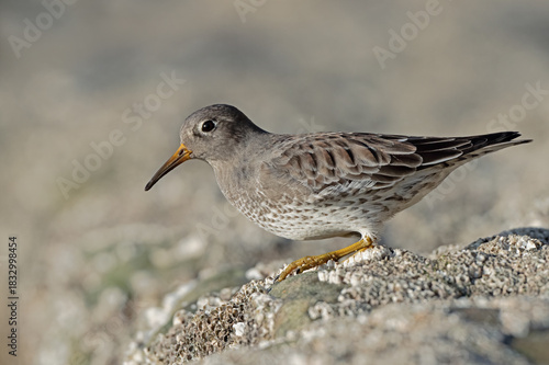 Purple Sandpiper (Calidris maritima) on barnacle encrusted rocks in a harbour