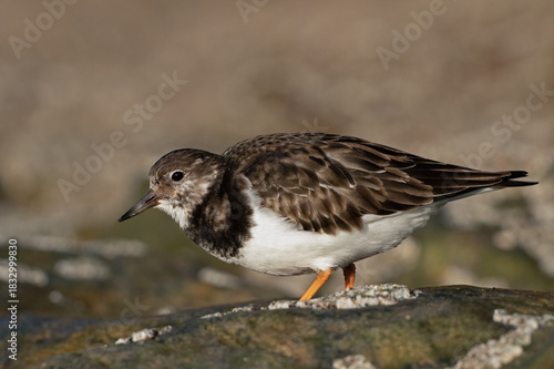 Ruddy Turnstone (Arenaria interpres) on barnacle encrusted rocks in a harbour