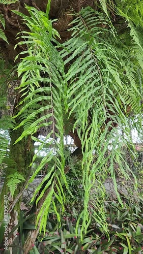 Tropical fern leaves swaying gently in lush natural greenery. Close-up of vibrant hanging ferns in a fresh outdoor setting. Green fern foliage moving softly in a serene tropical garden
