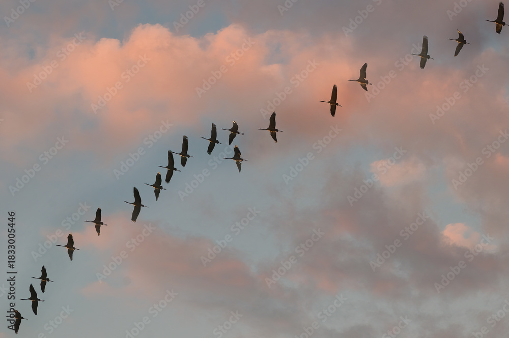 Fototapeta premium Vogelflug