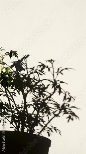A captivating shadow play of a potted plant. Silhouette of leaves and stems dances gracefully across the bright wall, creating a simple scene.