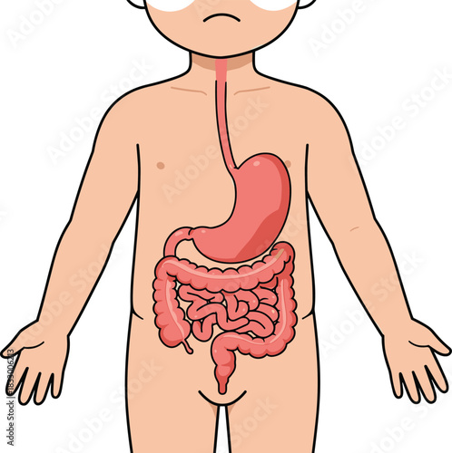 Simplified digestive system illustration inside child’s body, vector line art for educational anatomy, biology learning, and pediatric health content