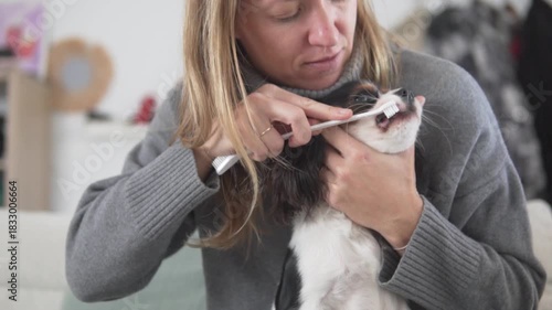 Beautiful woman brushing her teeth of a black and white dog of the Kings Charles Spaniel breed