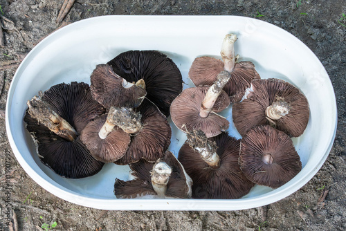 Dish of freshly foraged edible  Meadow Mushroom or Field Mushroom (Agaricus campestris) showing underside with distinctive brown gills