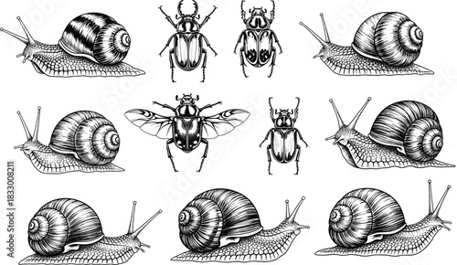 Snail and beetle vector illustration set, vintage woodcut style insect collection, black and white nature engraving, garden animals sketch, antique zoology design.