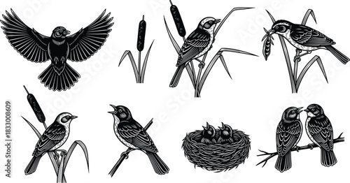 Songbird Collection Engraving Style; Black and White Birds in Flight, Nest, Reeds, Cattails; Nature, Wildlife, Spring, Detailed, Vintage, and Outdoors Concept Illustration Set.