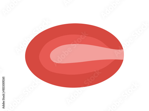 Circular or Orbicularis Oculi Muscle Cells
