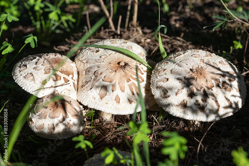 Edible White Parasol Mushrooms  (Macrolepiota zeyheri) growing  wild in woodland on a river bank, top down view on cap