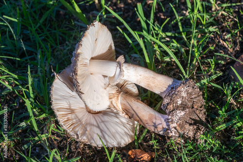 White Parasol Mushroom (Macrolepiota zeyheri) showing the ring on the stipe, bulbous base and free hymen all characteristics used in identification