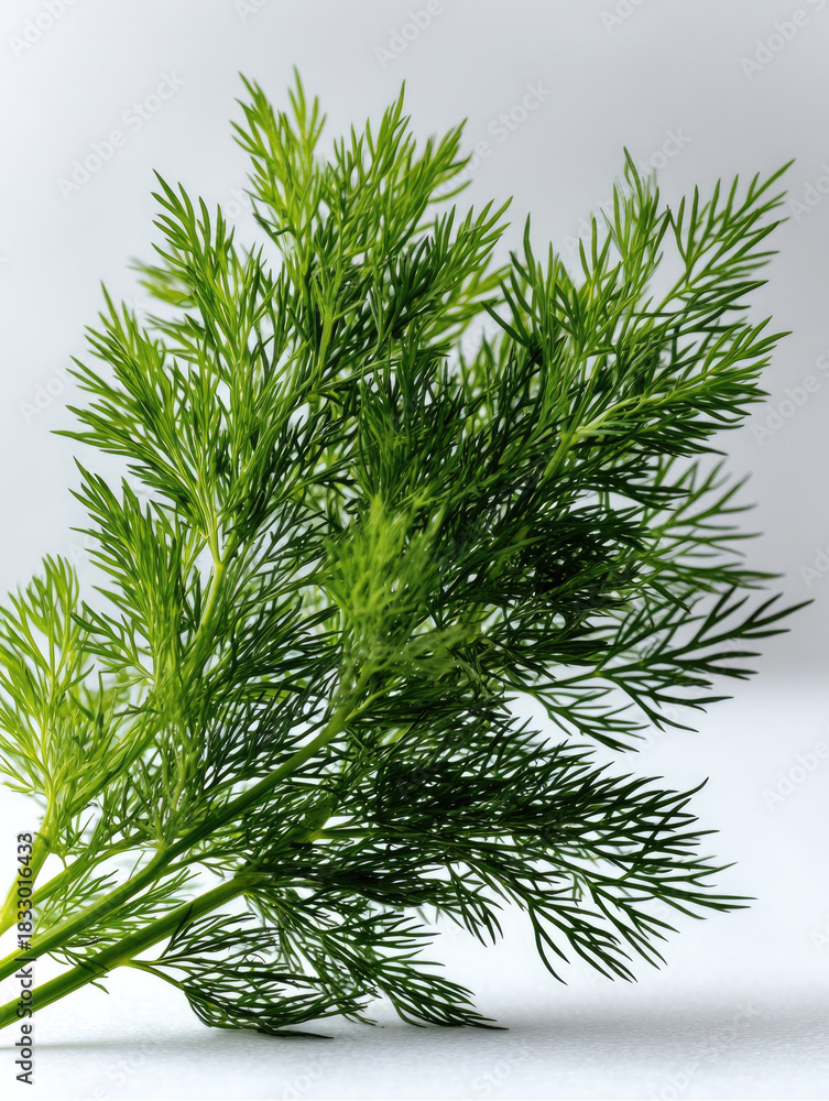 Fototapeta premium Fresh dill herb with vibrant green feathery leaves on white background, perfect for cooking, healthy eating, and natural food concepts