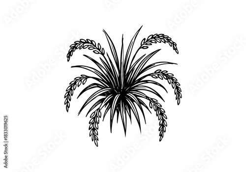 Rice Plant hand drawn simple sketch vector illustration