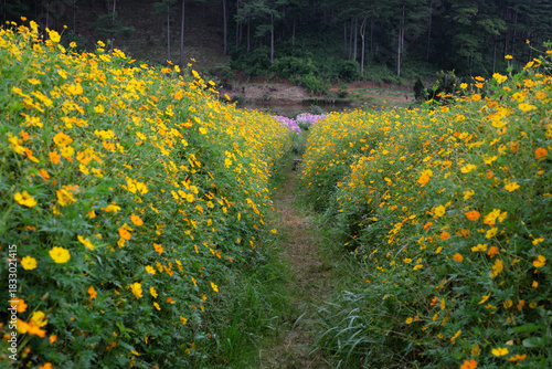 Vibrant Yellow Cosmos Bipinnatus Flower Field in Dalat Highlands, Vietnam