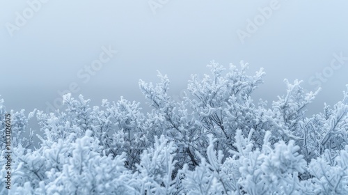 Minimalist winter aesthetic  frost covered shrubs and soft gradient for seasonal designs