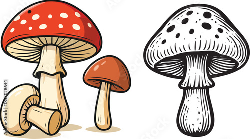 vector illustration of mushrooms