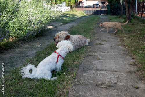 Two lazy dogs and a feline