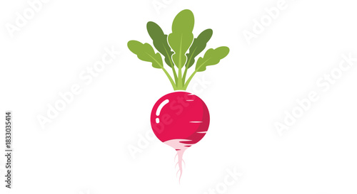 Fresh red radish with lush green leafy tops, illustrated in a simple and clean flat vector style on a white background. This vibrant root vegetable graphic is perfect for healthy food designs.