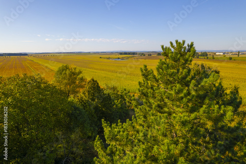 landscape with yellow fields
