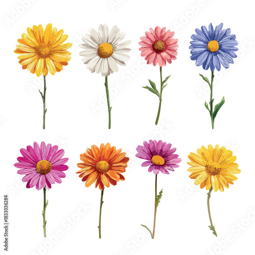 set of flowers isolated