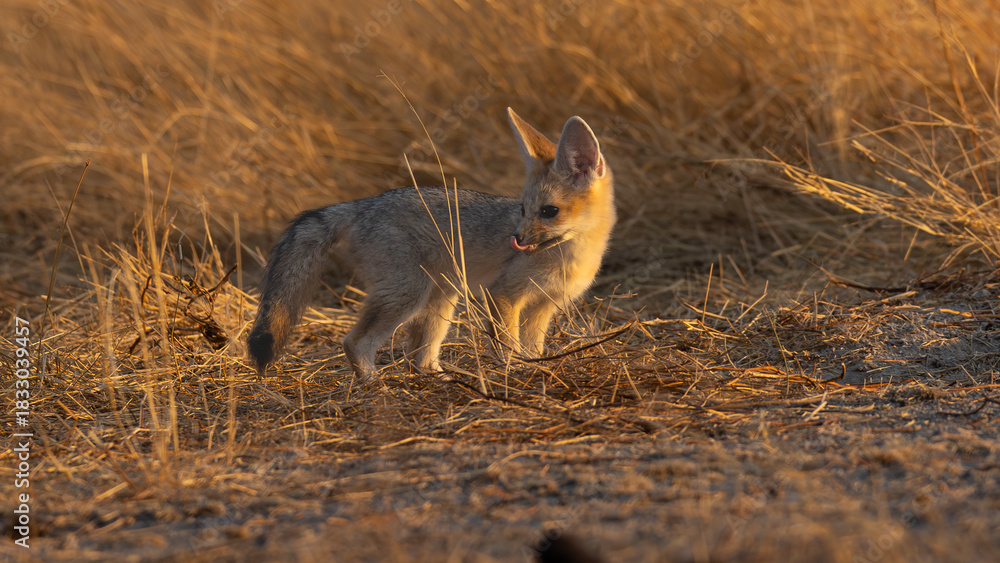 Fototapeta premium Cape fox (Vulpes chama), also called the asse, cama fox or the silver-backed fox (Silwervos), is a small species of fox, native to southern Africa, seen here near Okaukuejo in the Etosha National Park
