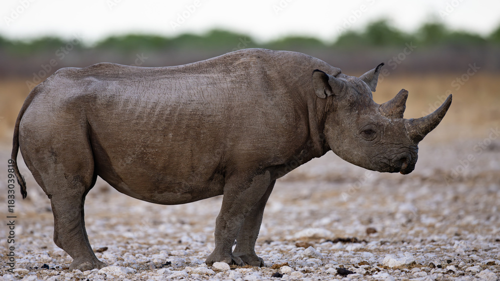Fototapeta premium The white rhinoceros, also known as the white rhino or square-lipped rhinoceros (Ceratotherium simum), is the largest extant species of rhinoceros and the most social of all rhino species, characteriz