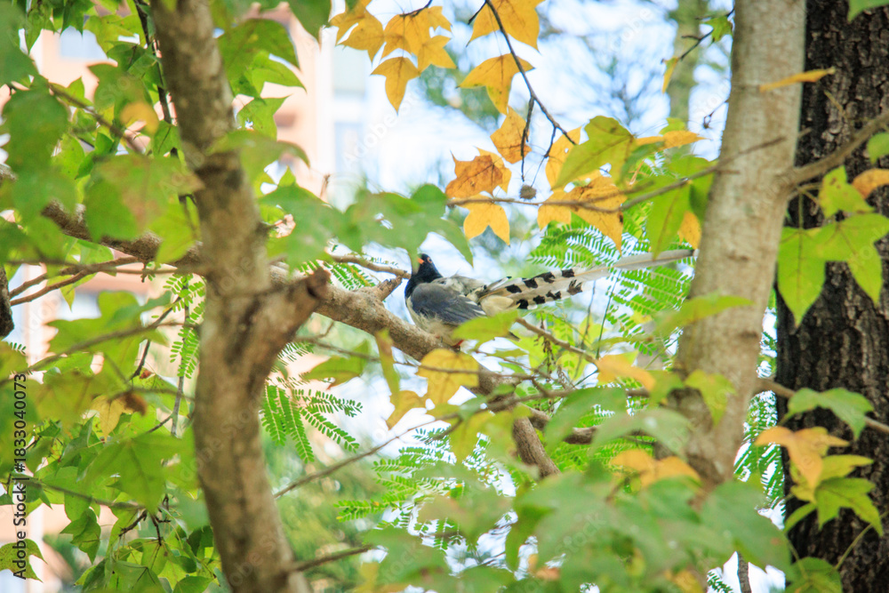 Obraz premium Vibrant Red-billed Blue Magpie Perched Among Green and Yellow Maple Leaves