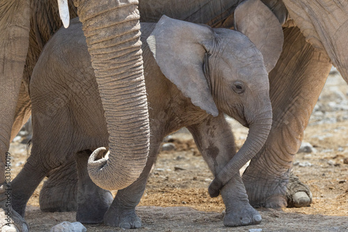 African elephants, are members of the genus Loxodonta, these are African bush elephants (L. africana), drinking, bathing, playing, dusting at Okaukuejo waterhole in the Etosha National Park, Namibia