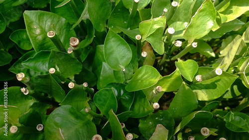 close-up shot of green tropical leaves with multiple pruned stems