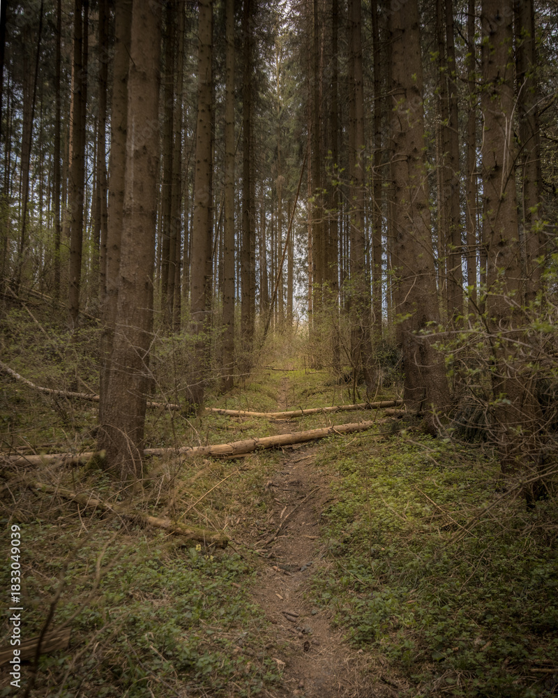 Fototapeta premium Narrow Forest Path Through Tall Conifers with Fallen Logs