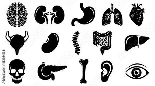Black Siluet Anatomical Organs Chart Depicts Human Biology for Medical and Educational Use