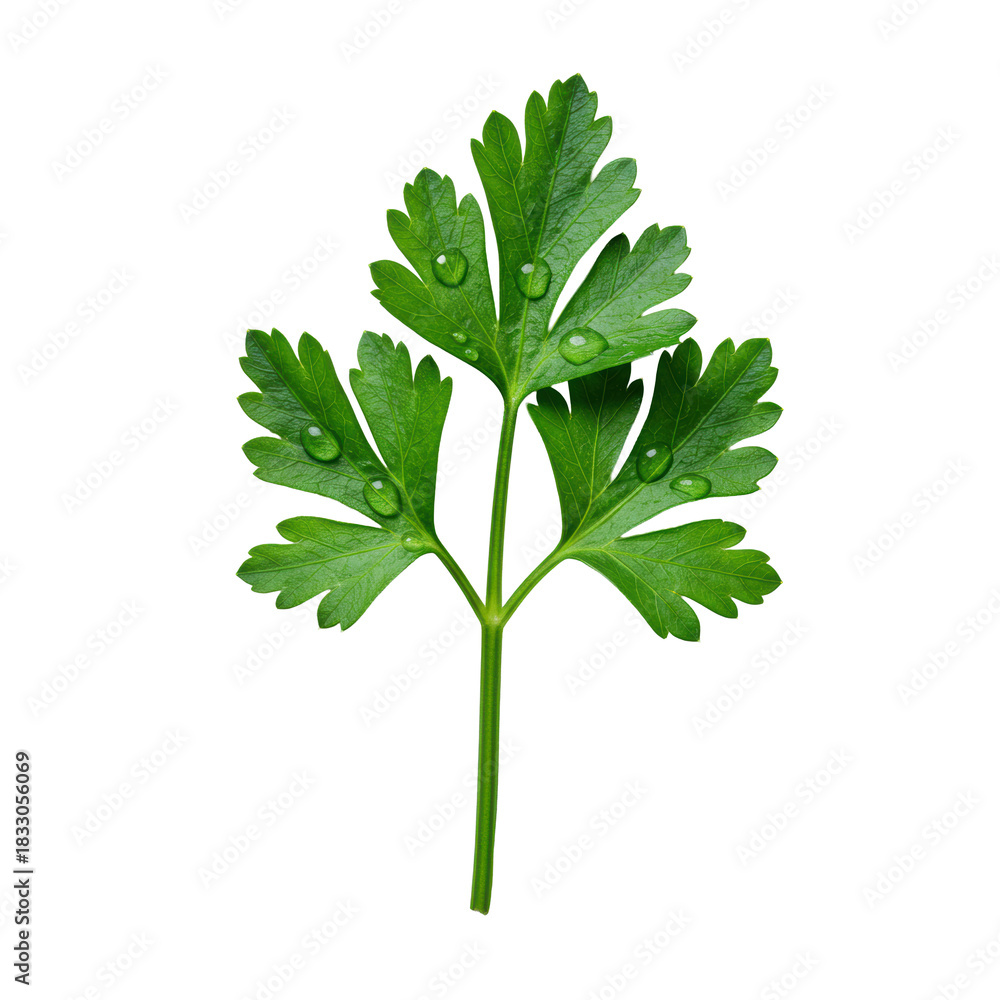Naklejka premium A perfectly formed, vibrant emerald-green parsley sprig with crisp, detailed leaves and glistening dew drops, isolated on a transparent background with soft studio lighting, macro commercial