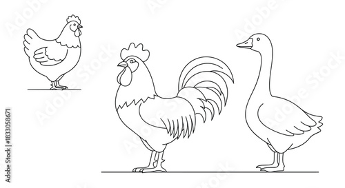 Detailed line art illustration of farm birds including a chicken a rooster and a goose on a white background.