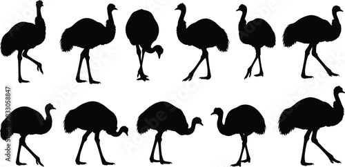 Emu silhouette collection, walking emu, standing emu, pecking emu, bird poses, wildlife illustration, black emu, animal movement, nature