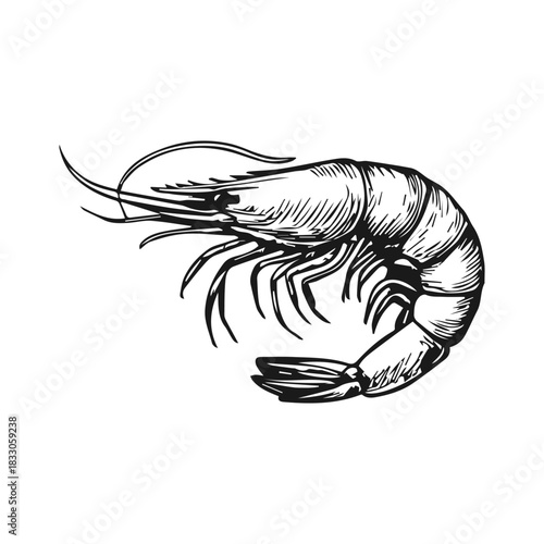 Shrimp sea food icon. Hand drawn engraved food sketch illustration.
