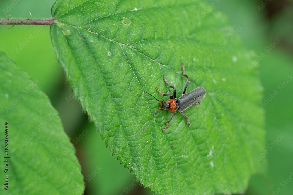 Fototapeta premium Red-headed longhorn beetle on a green leaf - macro close-up showing elytra, antennae and detailed leaf veins