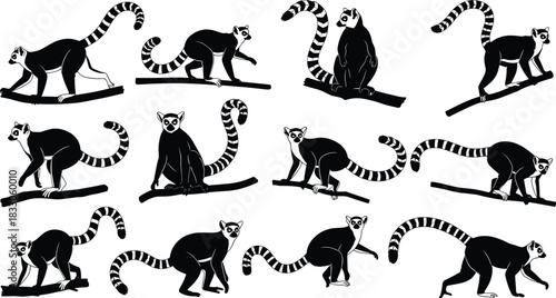 Vector black and white ring-tailed lemur silhouette collection on tree branches, iconic primate animal set from Madagascar wildlife fauna illustration.