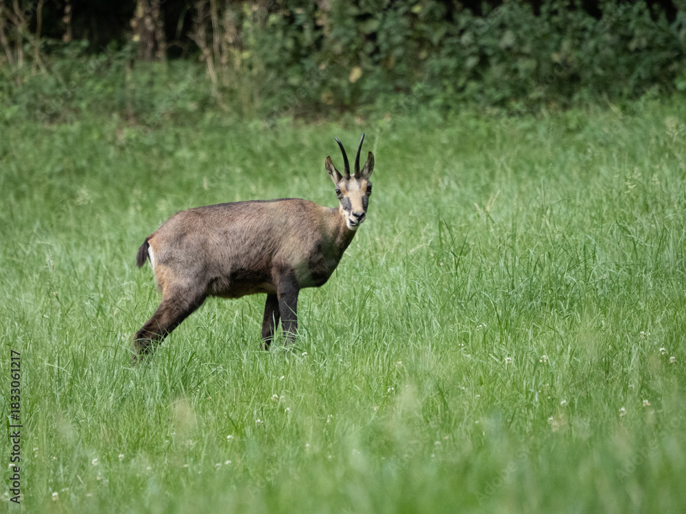 Fototapeta premium Alpine chamois standing in a green Swiss meadow at the forest edge